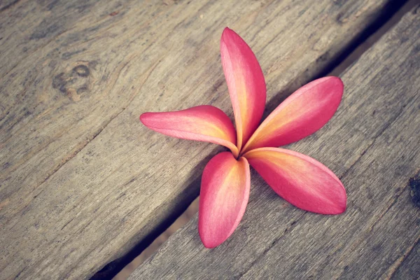 Λουλούδι ροζ Φραντζιπάνι — Φωτογραφία Αρχείου