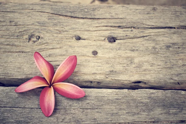 Flor de Frangipani rosa — Foto de Stock