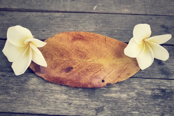 Frangipani Blume mit Blatt — Stockfoto