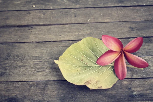 Rosa frangipani blomma med blad — Stockfoto