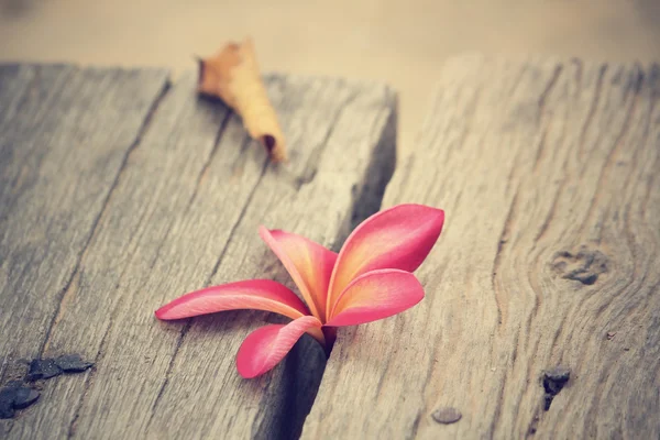 Flor de Frangipani rosa — Foto de Stock