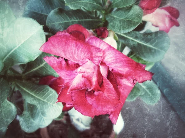 Урожай іммала квітка лілії — стокове фото