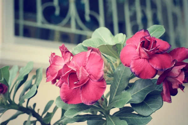 Vintage impala lily květina — Stock fotografie