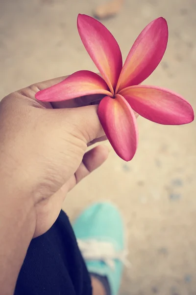 Selfie de flor de frangipani rosa com tênis — Fotografia de Stock