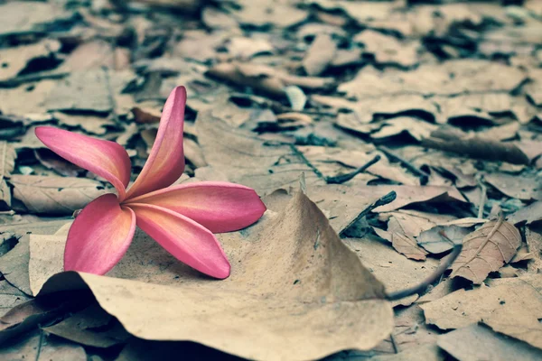 Floare roz frangipani toamna — Fotografie, imagine de stoc
