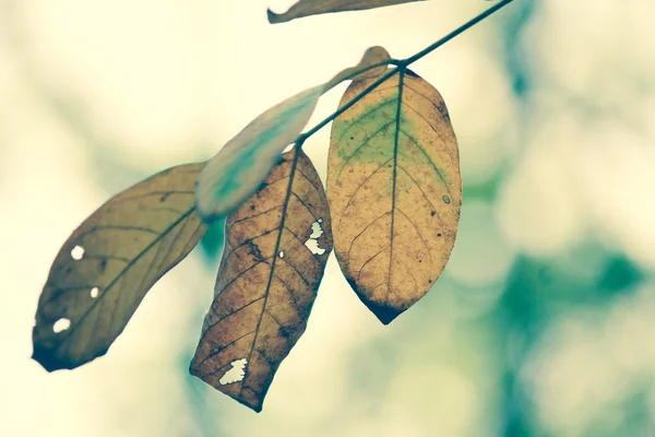 Leaves in autumn — Stock Photo, Image