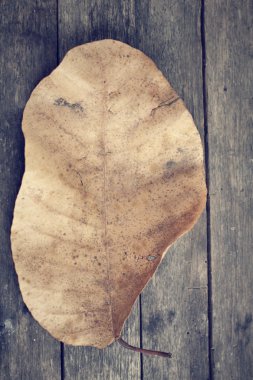 Kurutulmuş Yapraklar