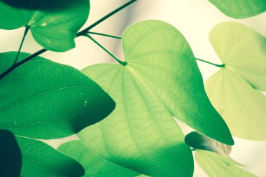 Baharda yeşil yapraklar