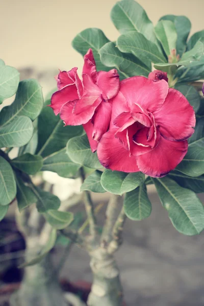 Vintage impala lily flower — Stockfoto