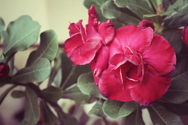 Vintage impala lily bloem — Stockfoto