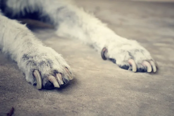 Dog foot — Stock Photo, Image