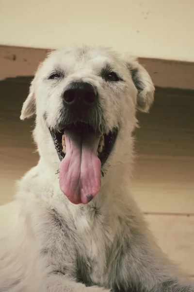 Cão olhando — Fotografia de Stock