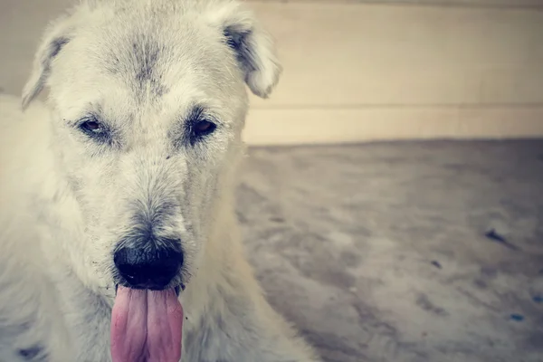 Cão olhando — Fotografia de Stock