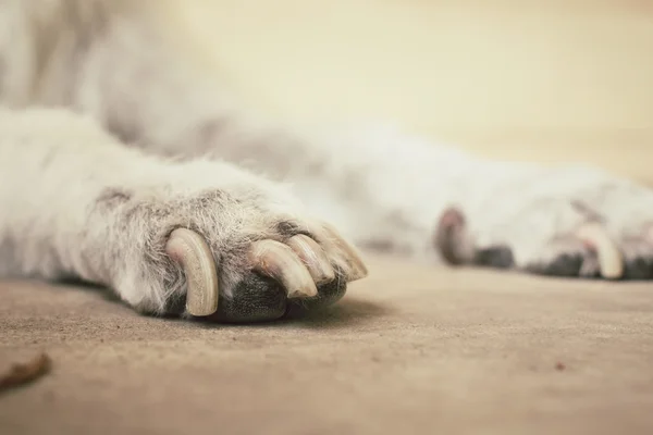 Σκυλί πόδια — Φωτογραφία Αρχείου
