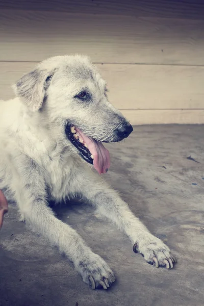 Dog looking — Stock Photo, Image