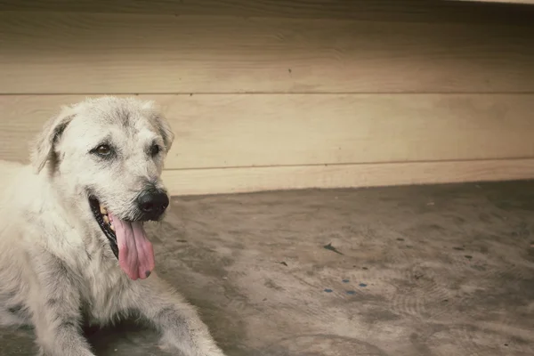 Hond op zoek — Stockfoto