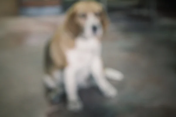 ビーグル犬のぼやけ — ストック写真
