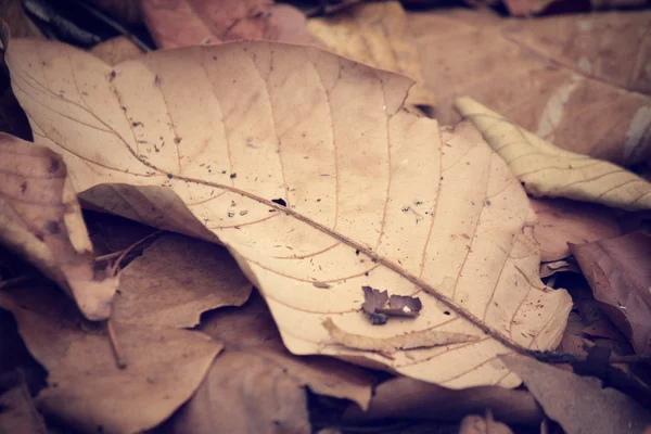 Feuilles séchées — Photo