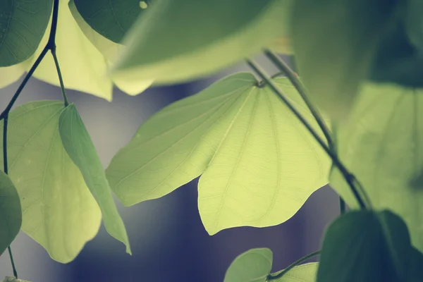 वसंत ऋतूमध्ये हिरव्या पाने — स्टॉक फोटो, इमेज
