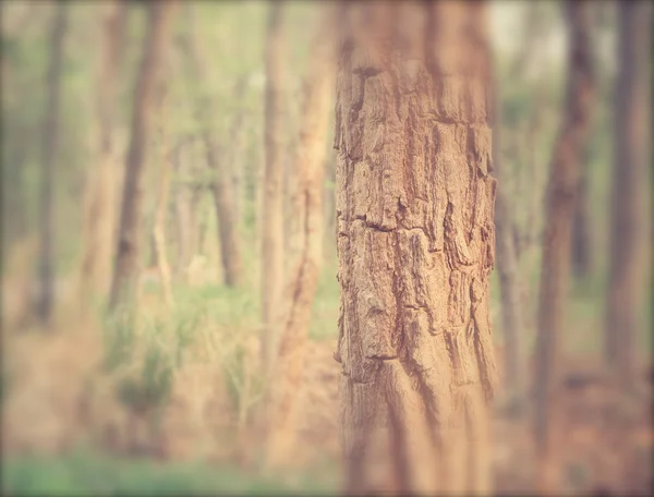 Verwischter Wald — Stockfoto