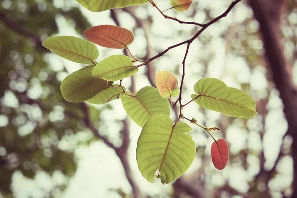 Rote Blätter im Herbst — Stockfoto