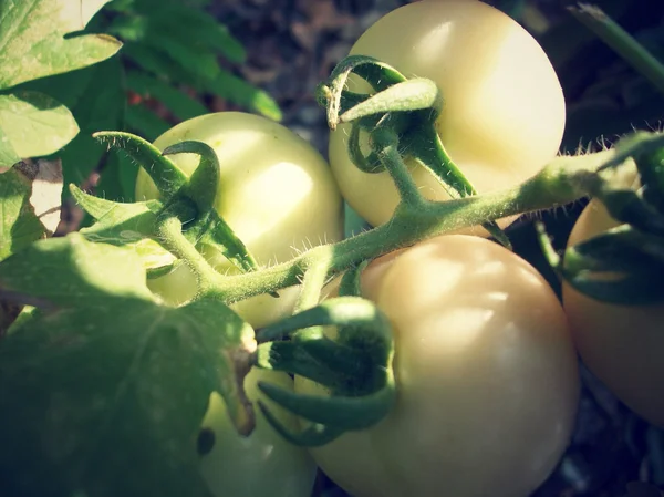 Pomodori ancora su impianto di albero — Foto Stock