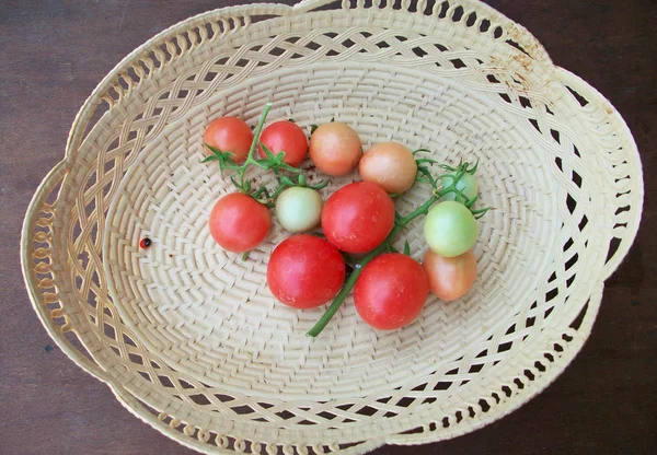 Tomates frescos — Fotografia de Stock