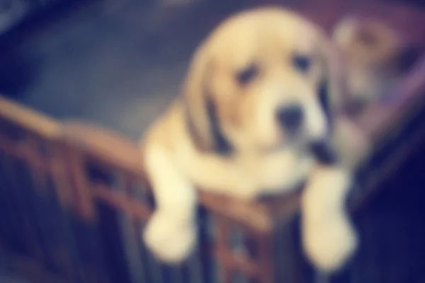 Wazig van beagle hond — Stockfoto
