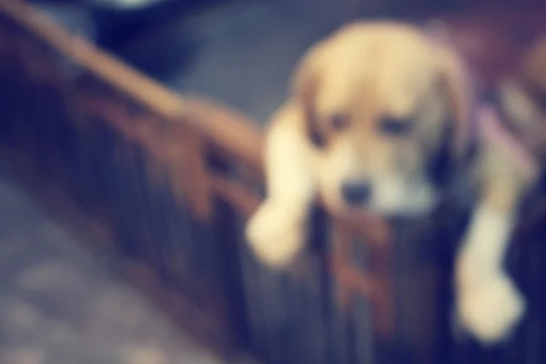 Rozmazané psa beagle — Stock fotografie