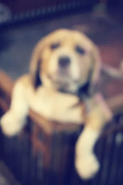 Borroso de perro beagle —  Fotos de Stock