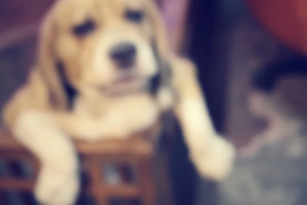 Borroso de perro beagle —  Fotos de Stock