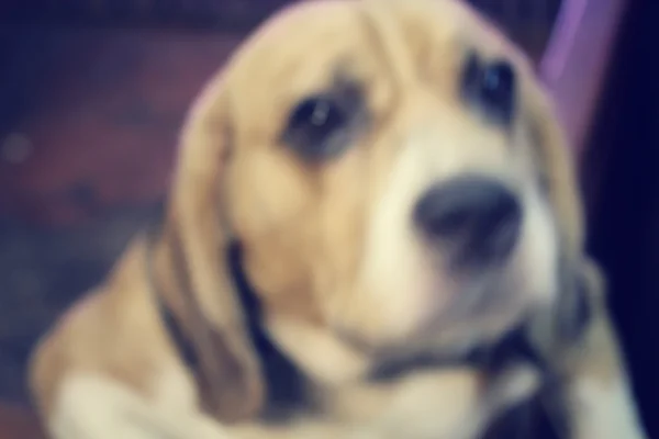 Niewyraźne psa beagle — Zdjęcie stockowe