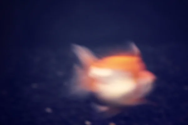 Blurred of gold fish