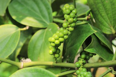 taze yeşil peper peper ağaç üzerinde