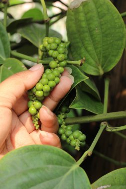 taze yeşil peper peper ağaç üzerinde