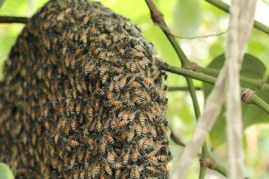 eşekarısı yuvası