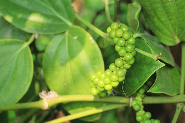 Čerstvý zelený peper peper stromu — Stock fotografie