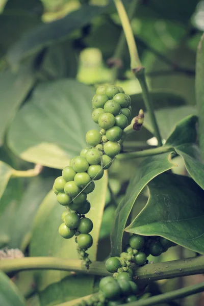 Peper verde fresco en árbol de peper —  Fotos de Stock