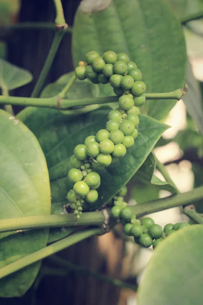 Čerstvý zelený peper peper stromu — Stock fotografie