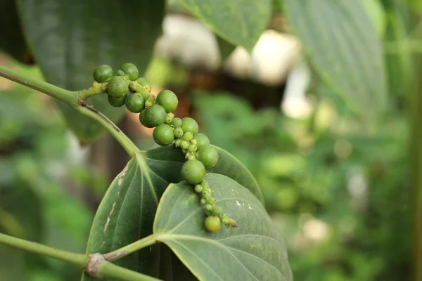 Peper verde fresco en árbol de peper —  Fotos de Stock