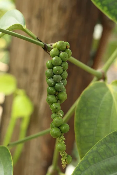 Verse groene peper op peper boom — Stockfoto