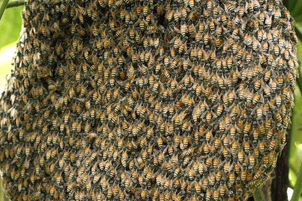 Nido di vespe — Foto Stock