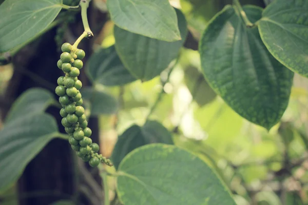 Peper verde fresco en árbol de peper —  Fotos de Stock