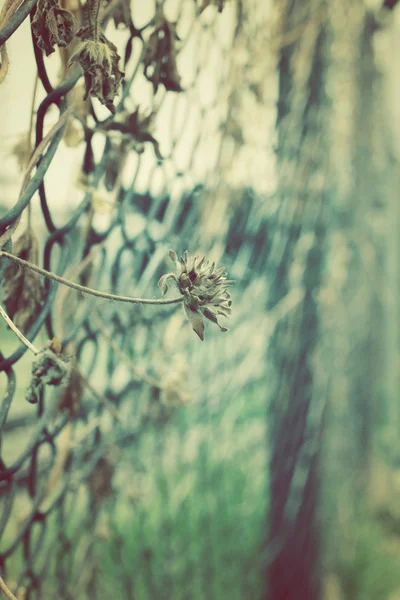 Vintage trådars stängsel med torkade blad — Stockfoto