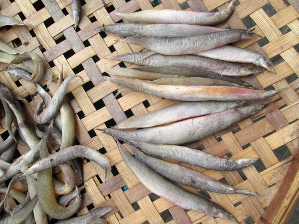 Ikan kering — Stok Foto