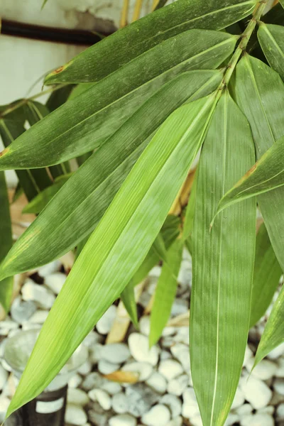 Bambu — Fotografia de Stock