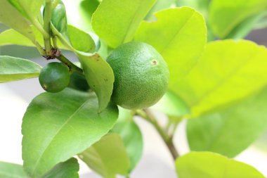 Ağaçta yeşil limon