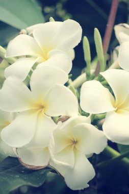 ağaç üzerinde beyaz frangipani çiçek