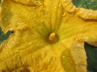 Sarı kabak çiçekleri