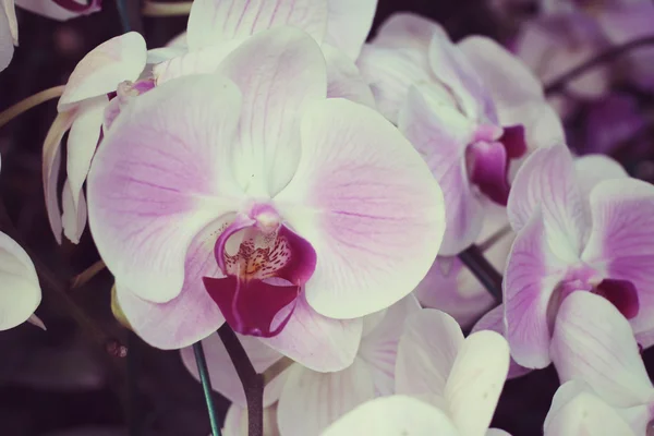 Vintage orkidé blommor — Stockfoto